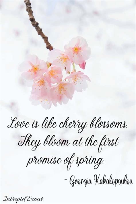 black blossom instagram|cherry positive sayings.